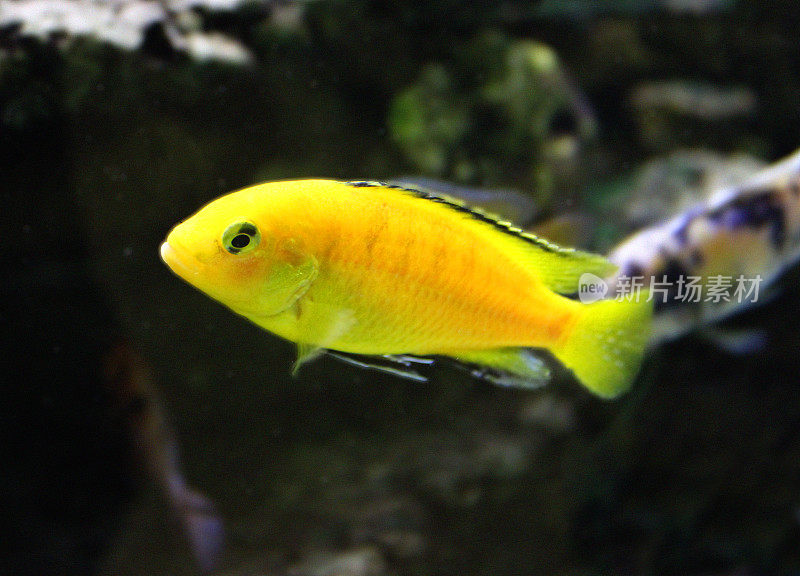 黄色马拉维慈鲷鱼图片(黄色lab / Labidochromis caeruleus)
